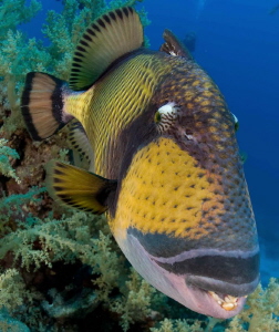 titan trigger-fish trying to bite the dome !!! by Fabrice Leroy 
